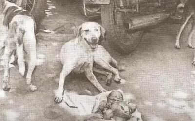 CUANDO LOS PERROS DECIERON QUE VIVIRIA