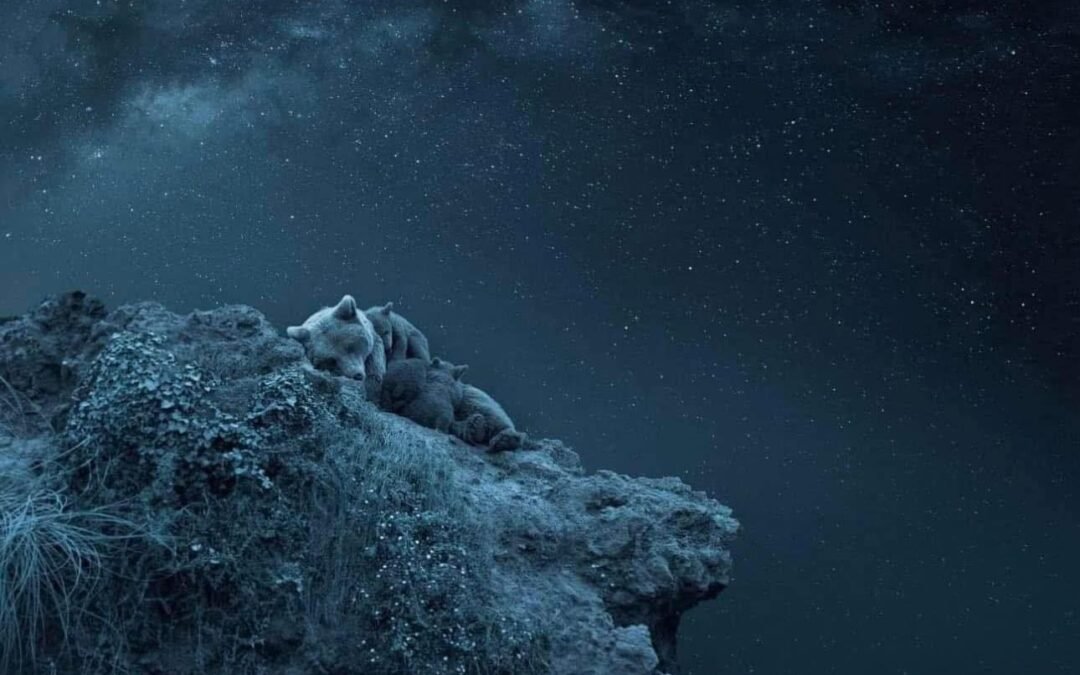 ANIMALES BAJO LAS ESTRELLAS