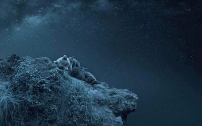 ANIMALES BAJO LAS ESTRELLAS