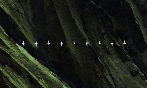 BIRD FLIGHT PATHS ACROSS ICELANDS LANDSCAPE