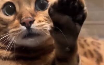 Gatito se emociona al ver por primera vez…