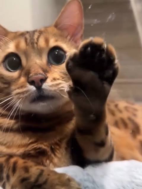 Gatito se emociona al ver por primera vez…